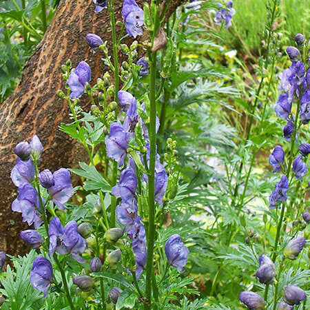 Adiantum capillus-veneris