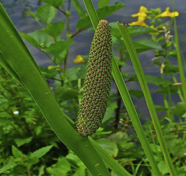 Adiantum lunulatum
